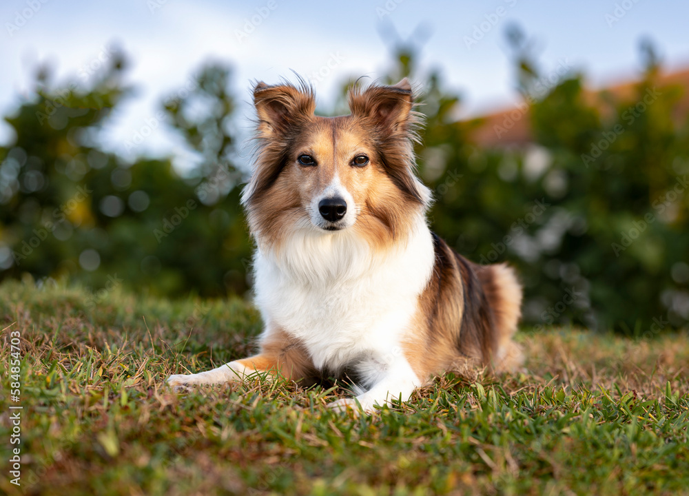 One adorable Sheltie dog looking at the camera posing on the grass at the park during sunset trees in the background