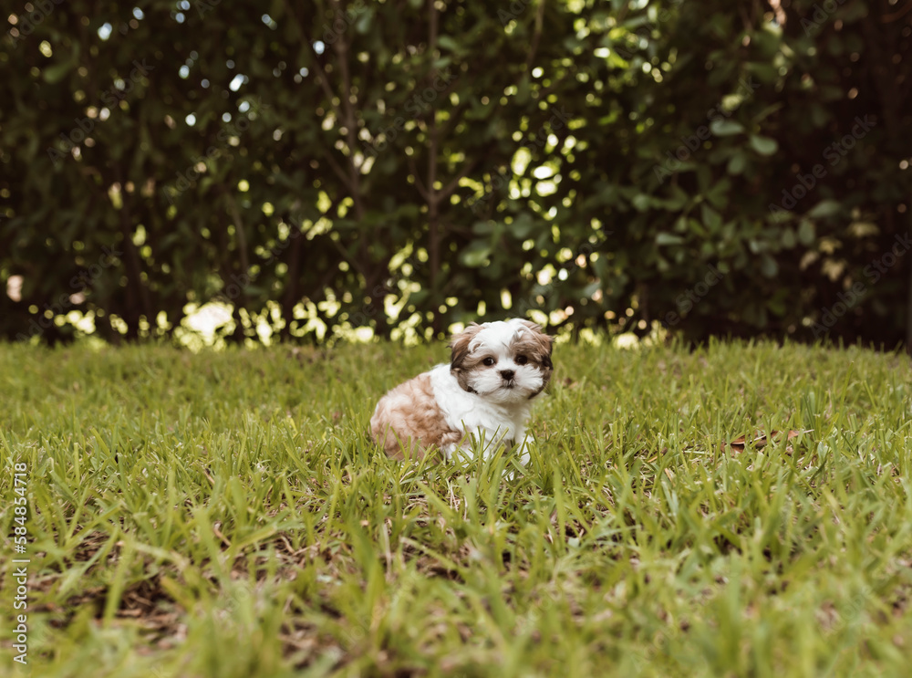 One adorable shih-tzi puppy dog posing on the grass and looking at the camera