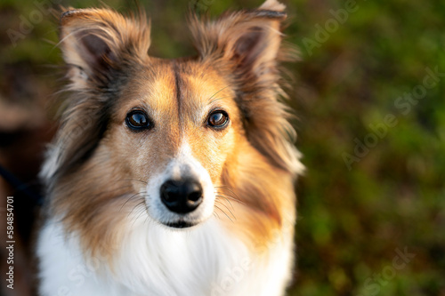 Fototapeta Naklejka Na Ścianę i Meble -  One adorable Sheltie dog looking at the camera posing on the grass at the park during sunset trees in the background