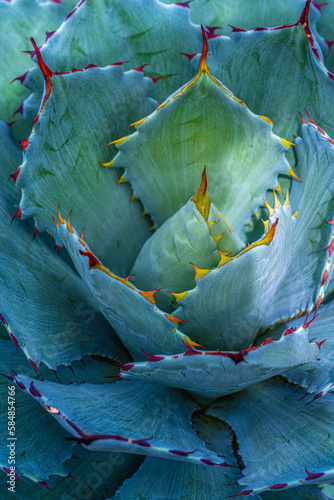 Parry's agave at sunset photo