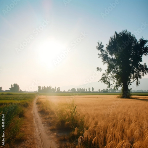 morning in the field