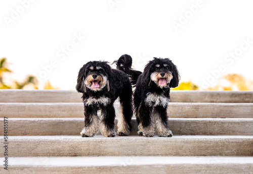 Two black and white portuguese water dogs sticking out the tongue looking at the camera at the park during a bright sunny day
