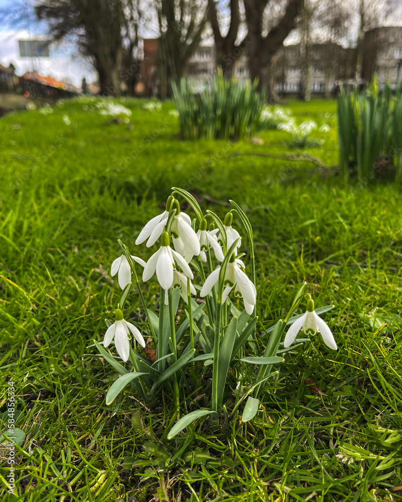 Fototapeta premium snowdrops in the park