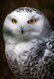 Snowy Owl Formal Portrait