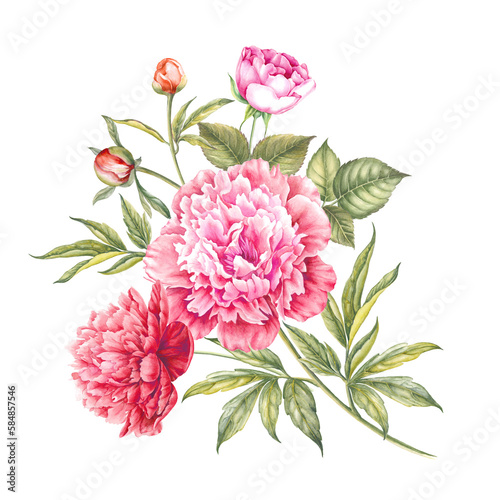 Pink watercolor peony. Floral isolated illustration.