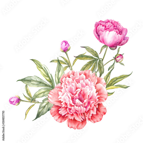 Red watercolor peony. Floral isolated illustration.