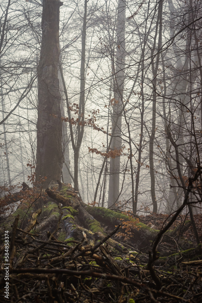 Obraz premium fog in the woods