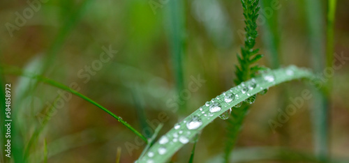 plants with water drops and selective soft focus for banner background.ecology medicine body care concept