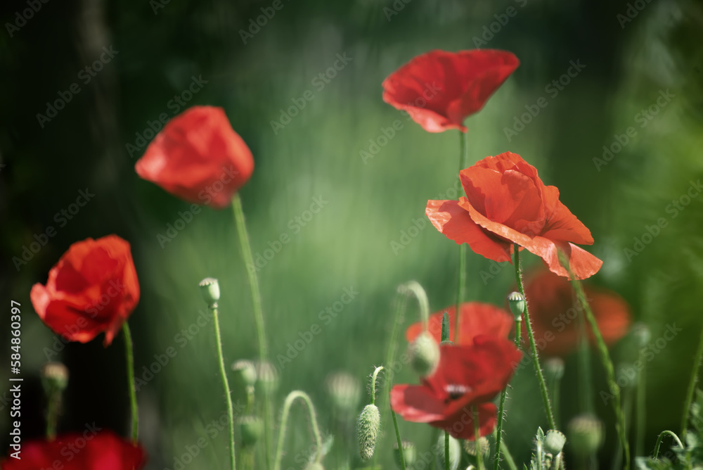 Obraz premium Red spring poppy