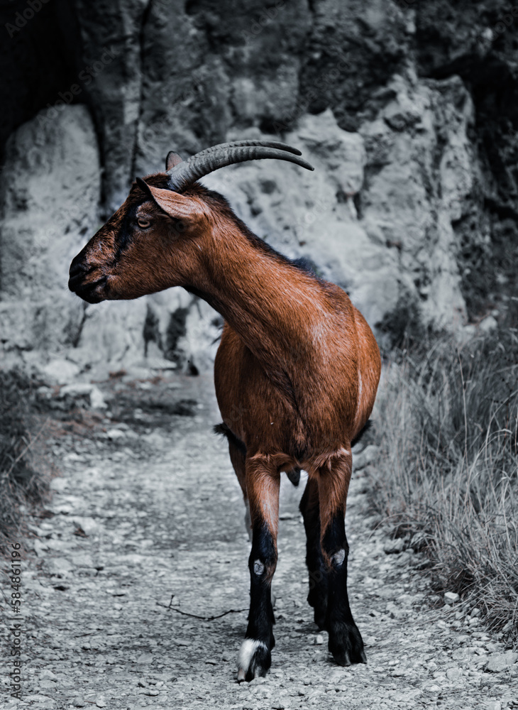 Cabra montesa mirando hacia un lado con fondo en blanco y negro, Ruta del Cares, Picos de Europa, Asturias, España