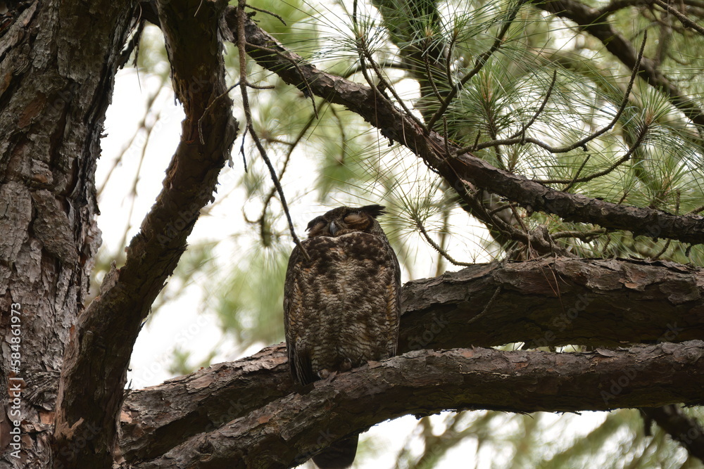 Great Horned Owl