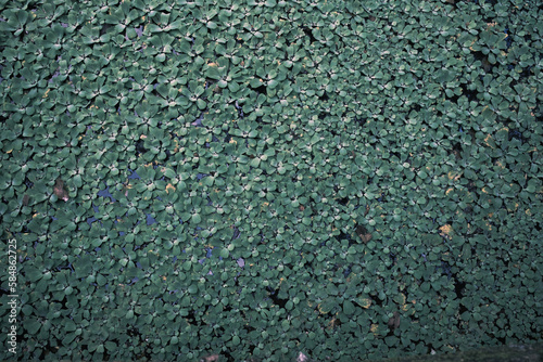 texture of plants on a river