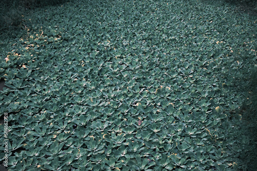 texture of plants on a river