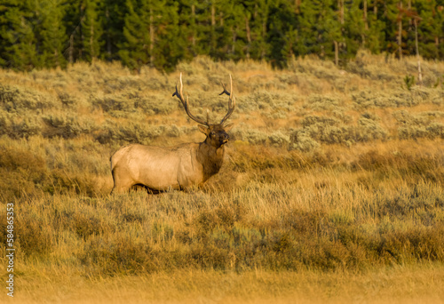 Wallpaper Mural Bull Elk during Fall Rut Torontodigital.ca