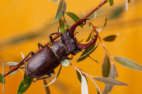 The stag beetle 