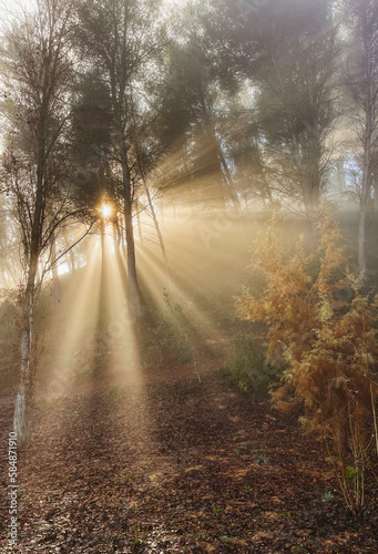 Early morning lights into the forest