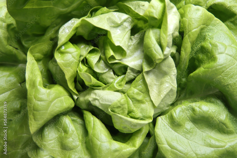 Frischer Kopfsalat Frischer Kopfsalat