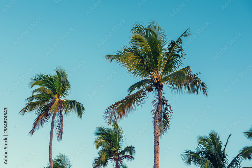 Palm trees and sky