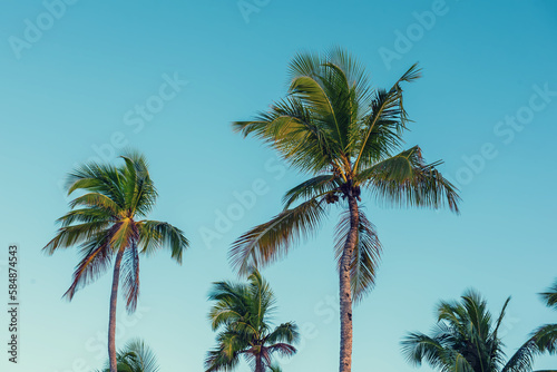 Palm trees and sky © Roxana