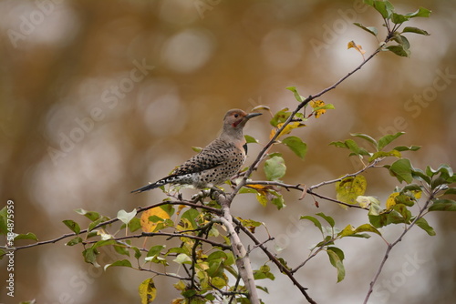 Male Northern Flicker in a tree
