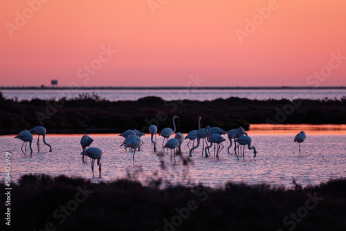 Flamingos wading in lake at sunset photo