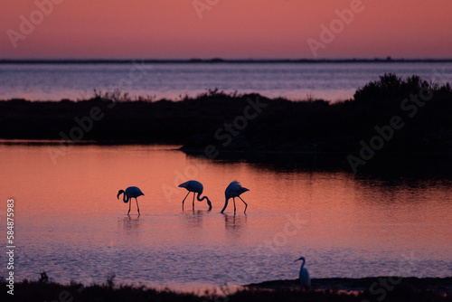 Flamingos fishing on lake at sunset