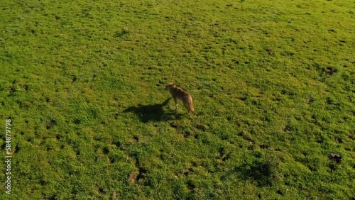 2023 - Excellent aerial footage of a coyote running towards a cow on a hillside in Gaviota, California. photo