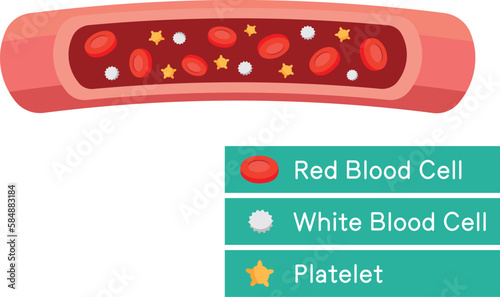 血管の中の血液