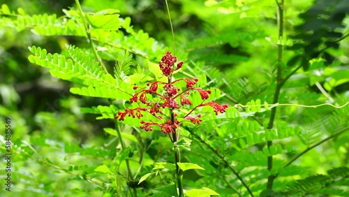 Clerodendrum paniculatum (Also called Bai Jek Hong, He Bao Hua, Pagoda Flowers) flower. Several scientific studies state that the leaves, flowers, and stems contain saponins and polyphenols photo