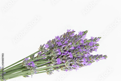 Fototapeta Naklejka Na Ścianę i Meble -  Lavender bouquets on an isolated background. Purple flowers.