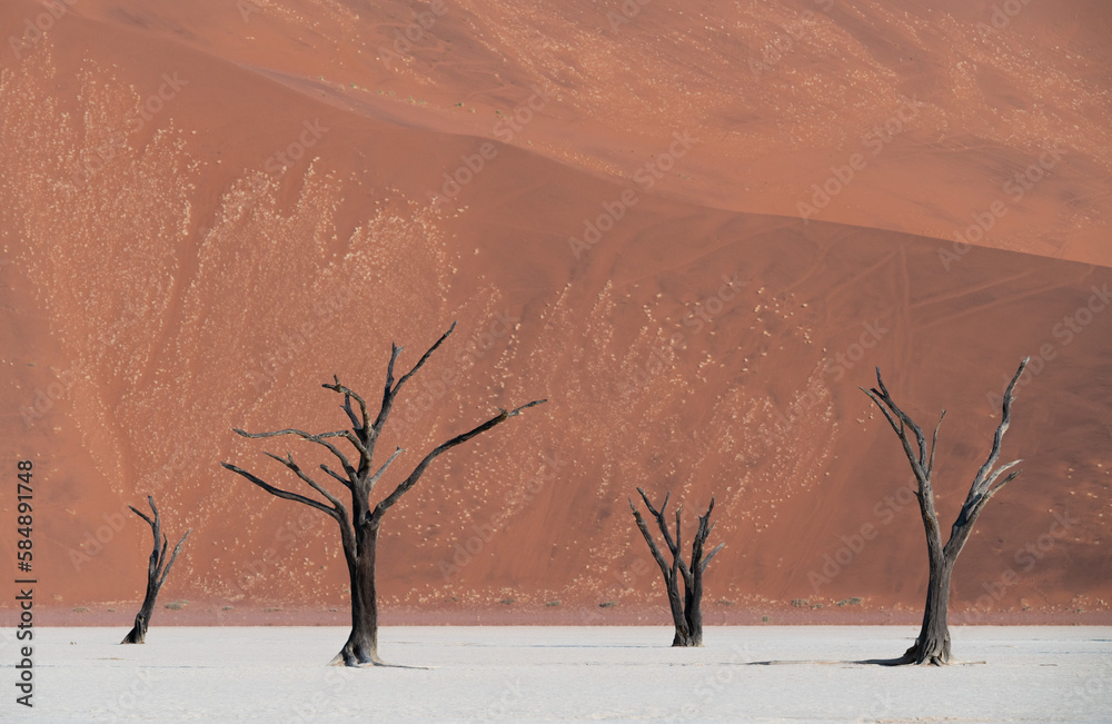 Dead tree over dune in desert at morning, Namibia, Africa.