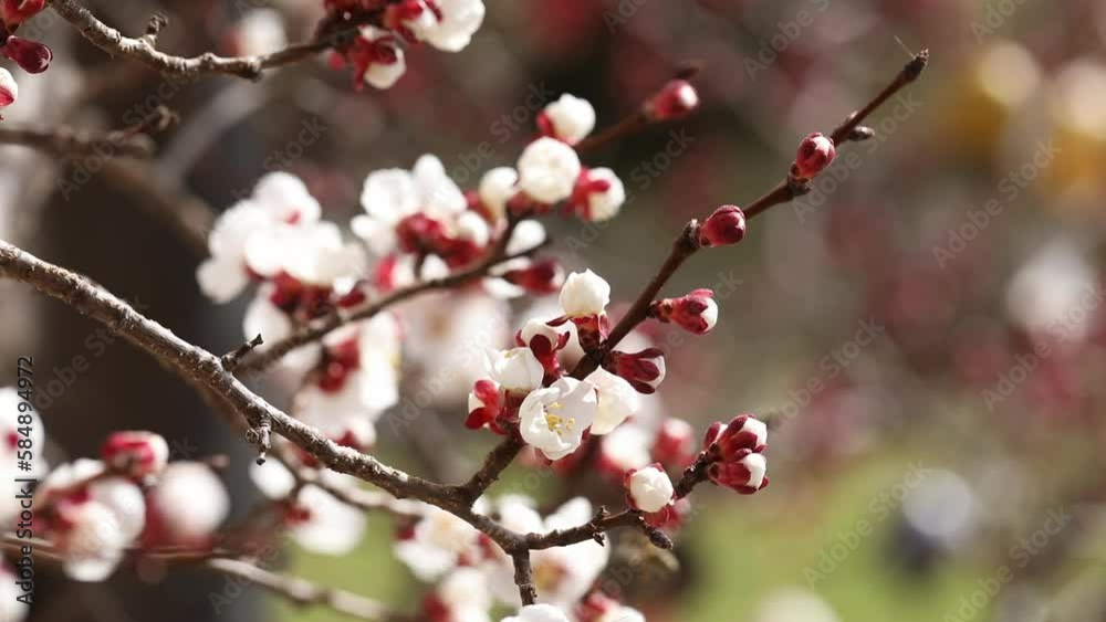 closeup of a blooming apricot tree with bees in spring, macro shot,Prunus armeniaca, spring background, closeup of a blooming apricot tree with bees in spring, macro shot,Prunus armeniaca, spring background,
