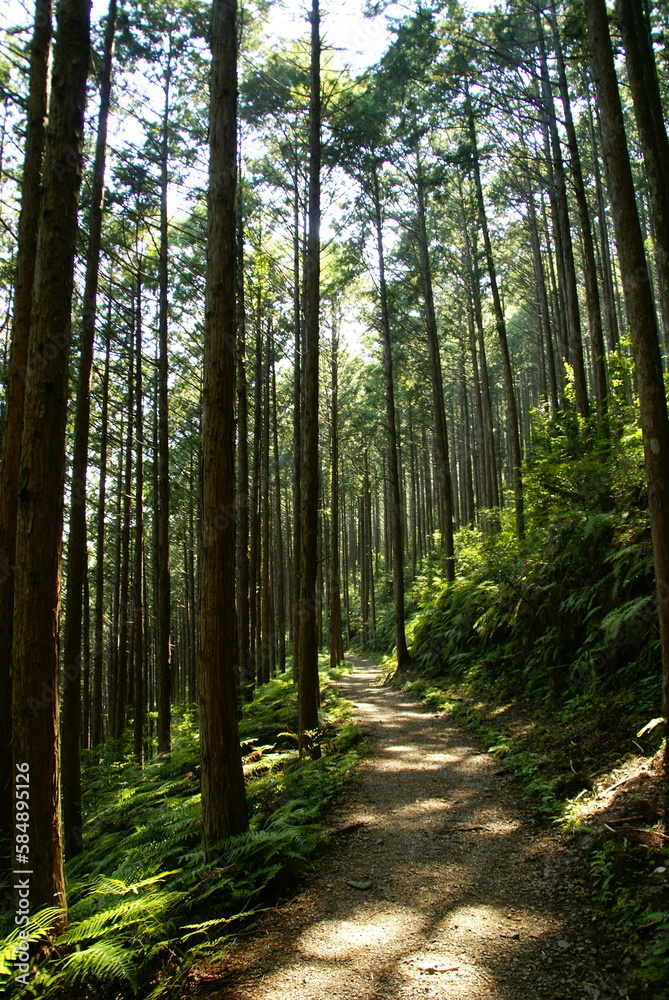 熊野古道･蘇生の森