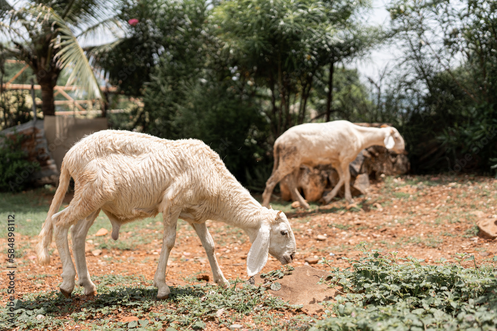 several sheep on the streets of senegal several sheep on the streets of senegal