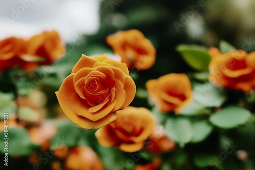 Orange roses  generative ai