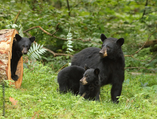 black bears and a hollow log