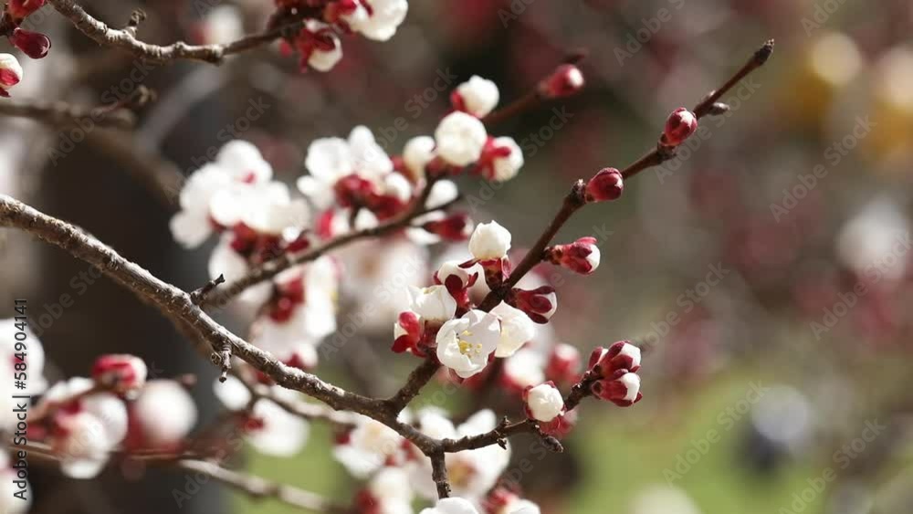 closeup of a blooming apricot tree with bees in spring, macro shot,Prunus armeniaca, spring background, closeup of a blooming apricot tree with bees in spring, macro shot,Prunus armeniaca, spring background,