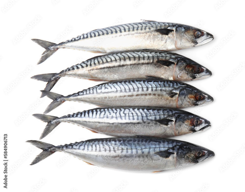 Many tasty raw mackerels isolated on white Many tasty raw mackerels isolated on white