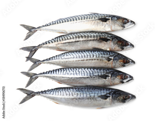 Many tasty raw mackerels isolated on white