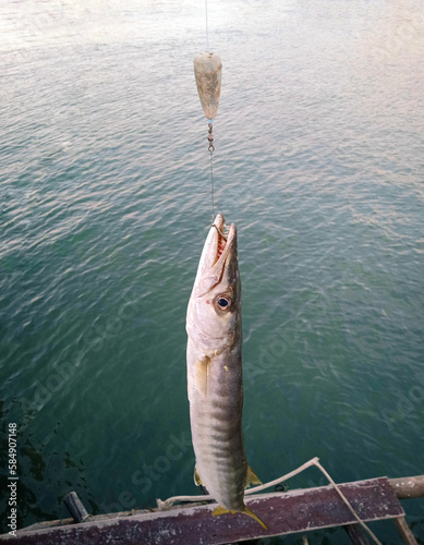 Barracuda fishing on blue sea background