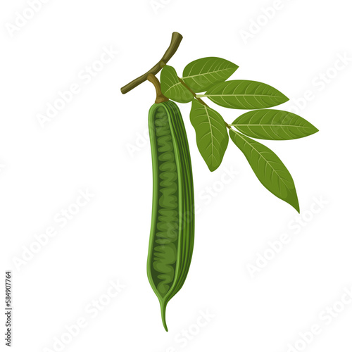 Vector illustration, Inga edulis, known as peanut ice cream, joaquiniquil, cuaniquil, guama or guaba, isolated on white background.
