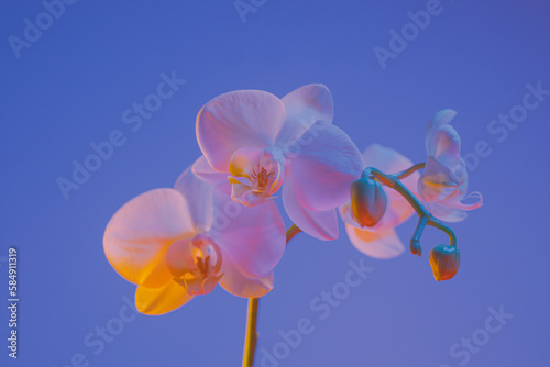 a branch of white orchids illuminated with pastel and vibrant colors