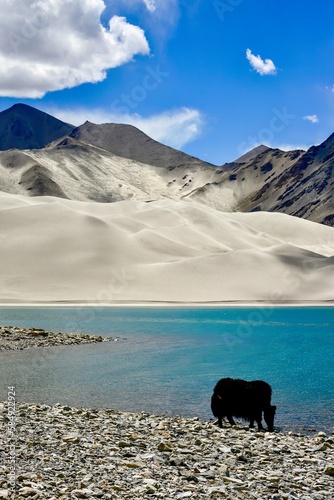 Alpine yaks drinking water in the Baisha Lake of Bulunkou Reservoir in southern Xinjiang photo