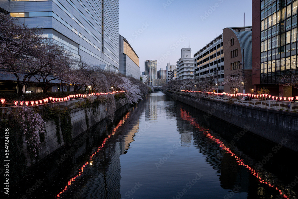 夜桜 夜桜