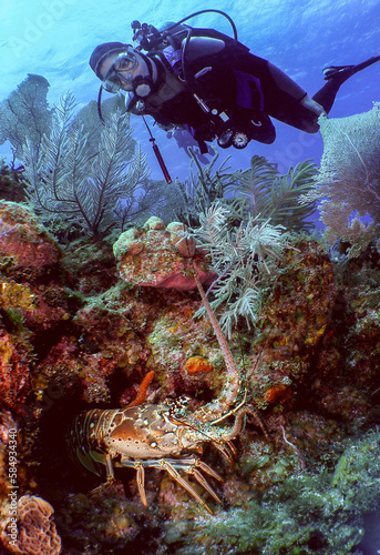 An Adult Female Scuba Diver Finds a Lobster in the Florida Keys