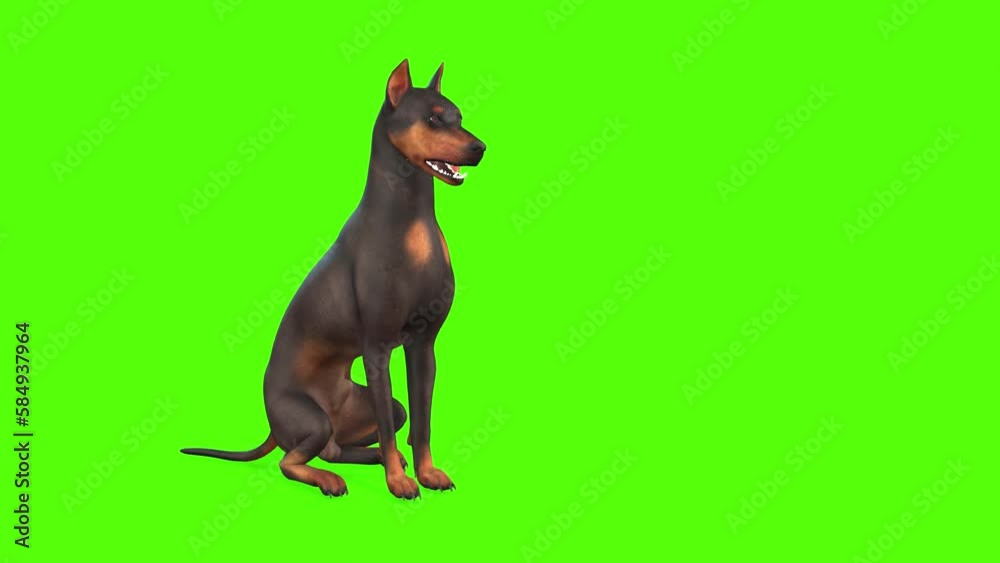 Dog Howling Green Screen Animation 3d Rendering Dog Howling Green Screen Animation 3d Rendering