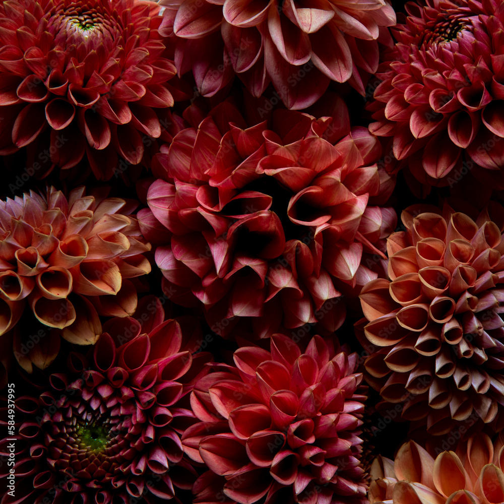 Flower Close Up Orange Dahlia Flower Close Up Orange Dahlia