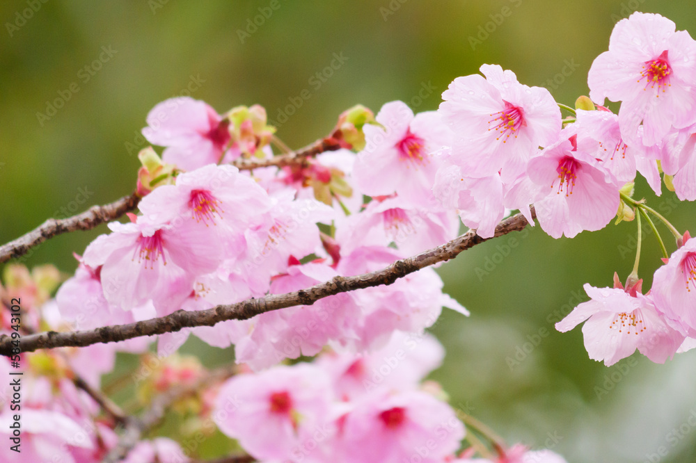 Beautiful cherry blossoms after rain in spring Beautiful cherry blossoms after rain in spring