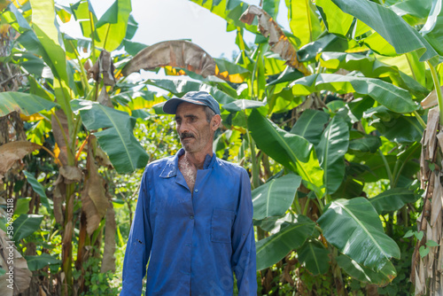 Banana Grower Checking His Cultivation