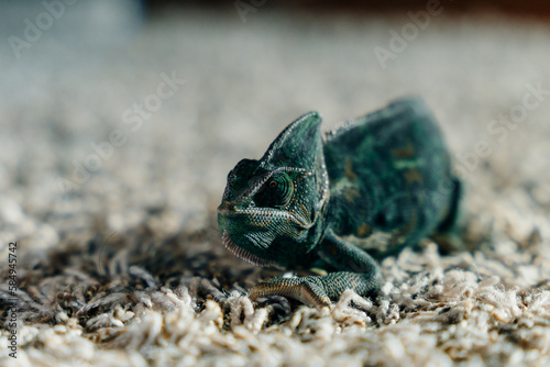 weak chameleon on the carpet photo